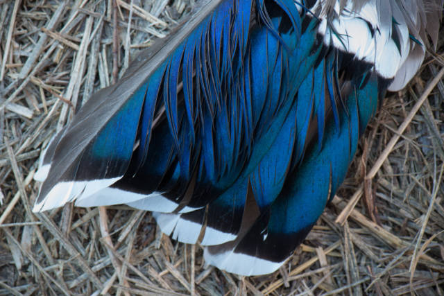 Mallard duck feathers, Squaw Creek National Wildlife Refuge, Missouri